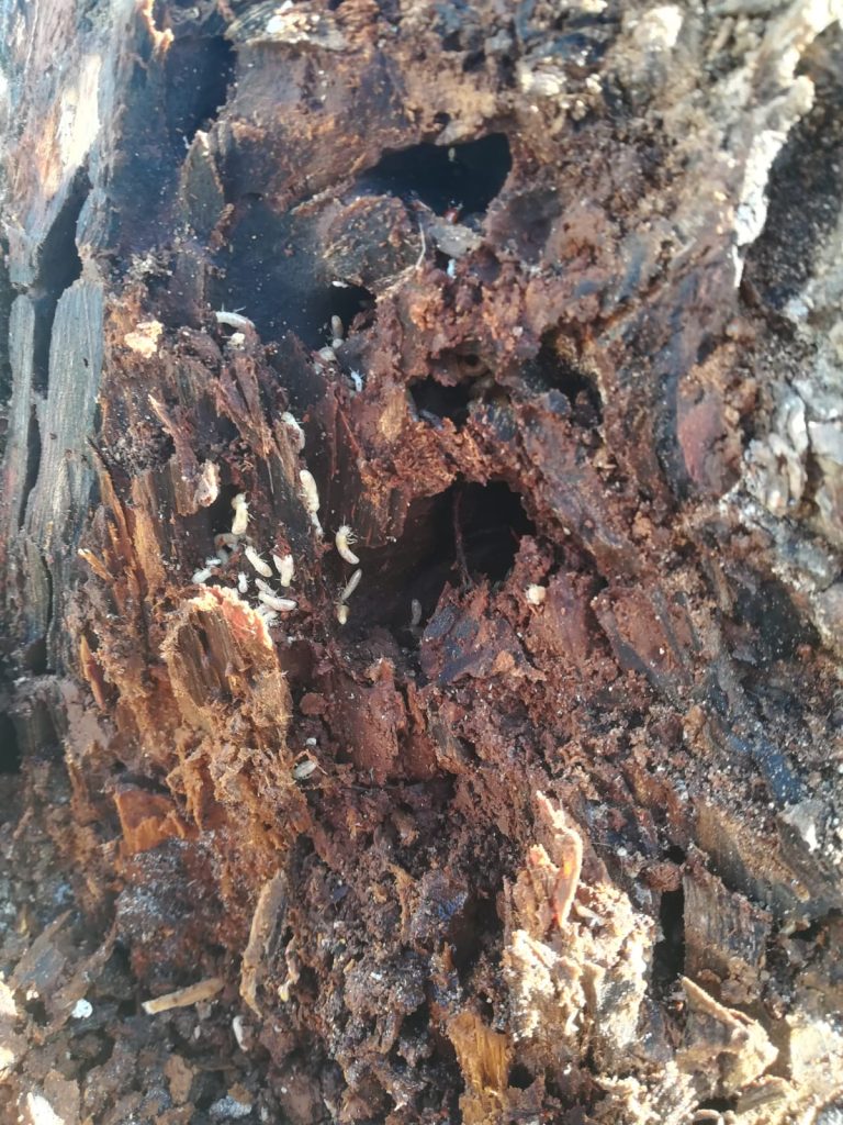 Termitas obreras consumiendo madera