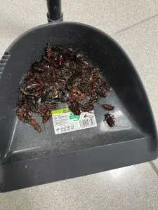 Eliminar cucarachas