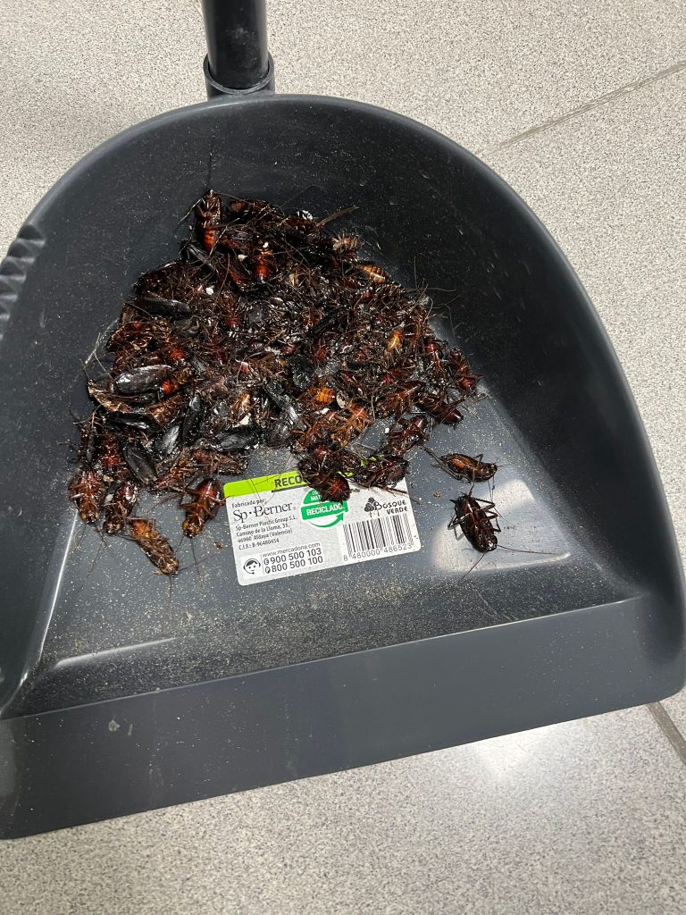 Eliminar cucarachas