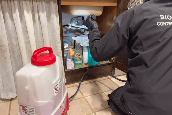 Desinsectación de cocinas